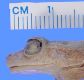 Media type: image; Herpetology A-11652